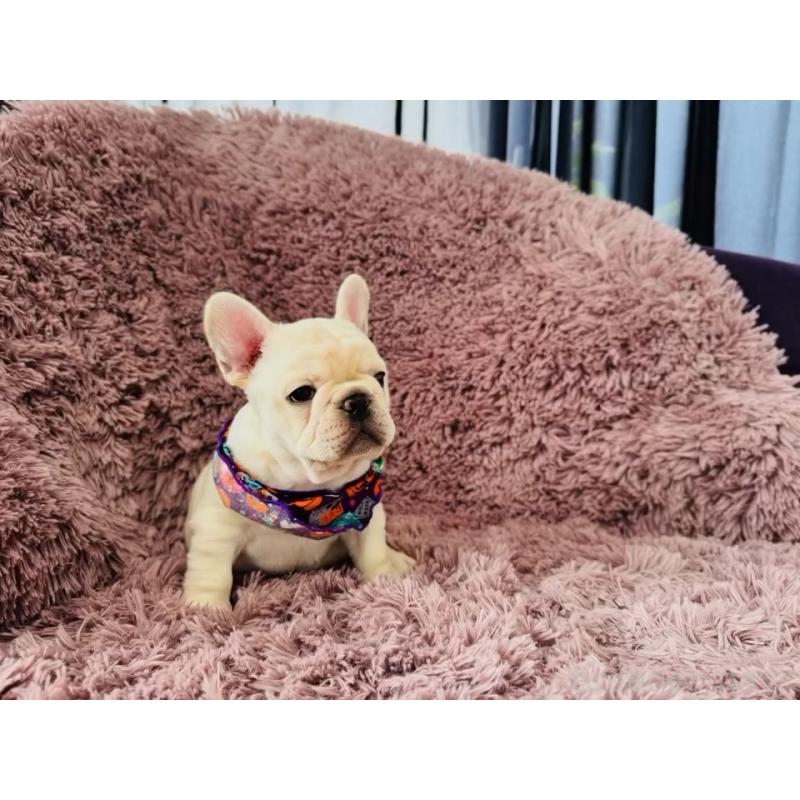 販売中の神奈川県のフレンチブルドッグ-422733の13枚目