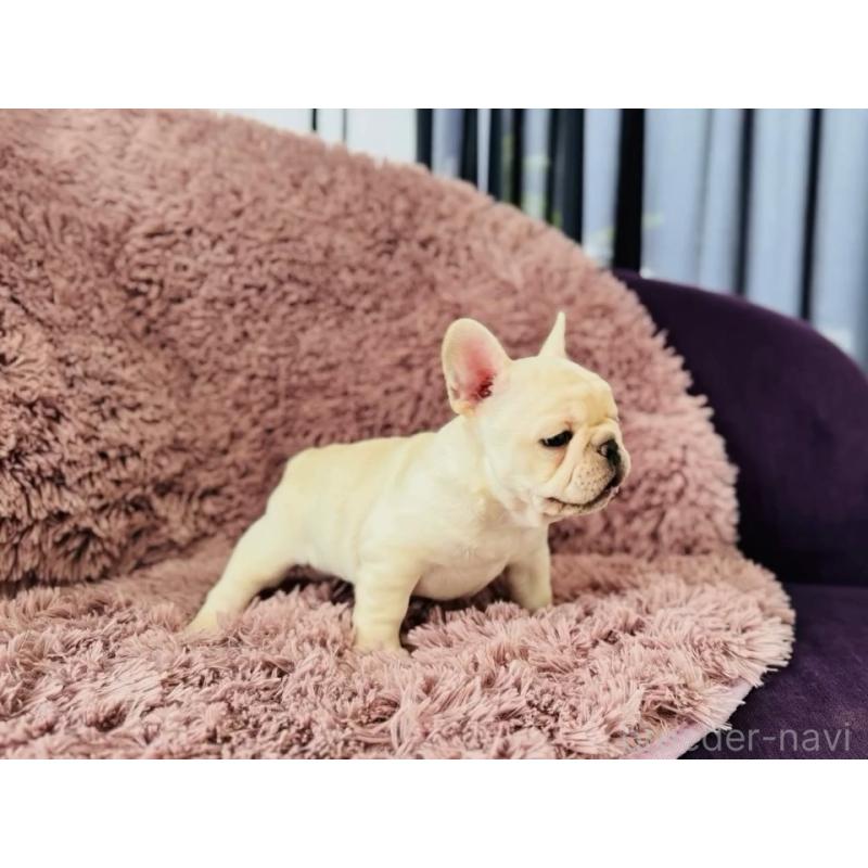 販売中の神奈川県のフレンチブルドッグ-422733の12枚目