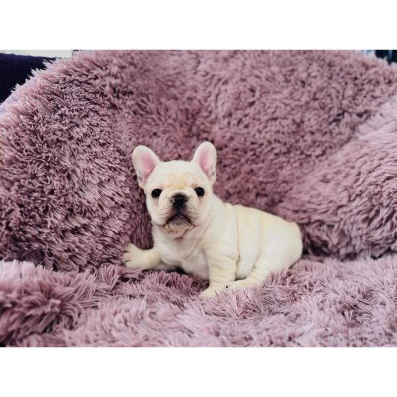 販売中の神奈川県のフレンチブルドッグ-422733の11枚目