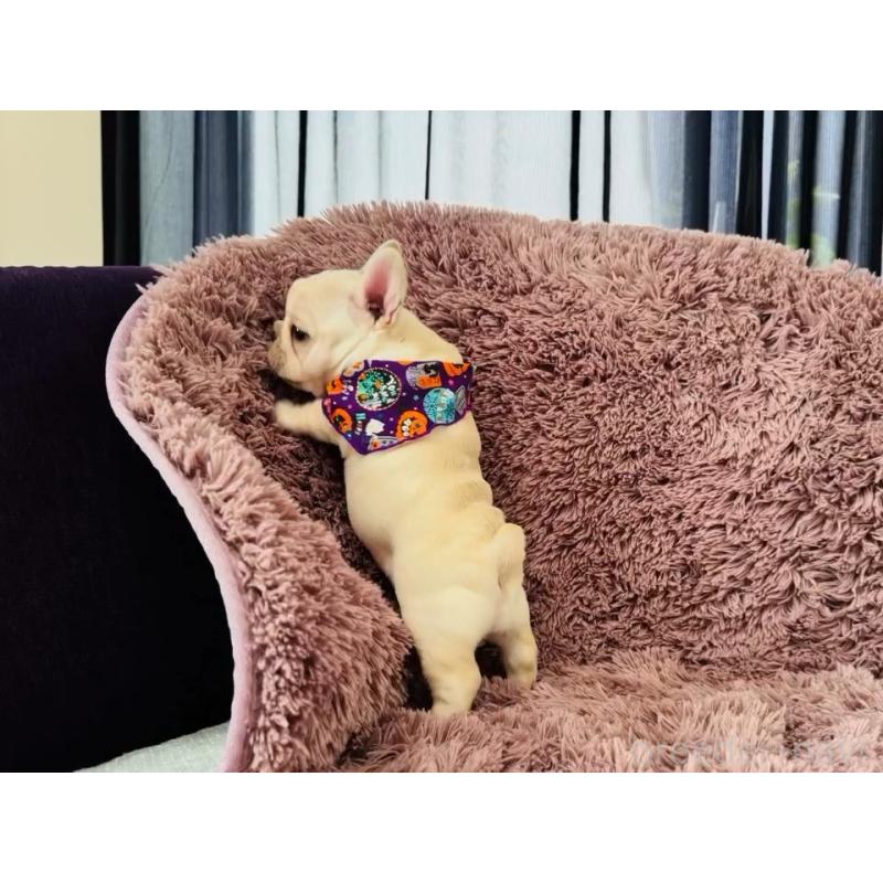 販売中の神奈川県のフレンチブルドッグ-422733の9枚目