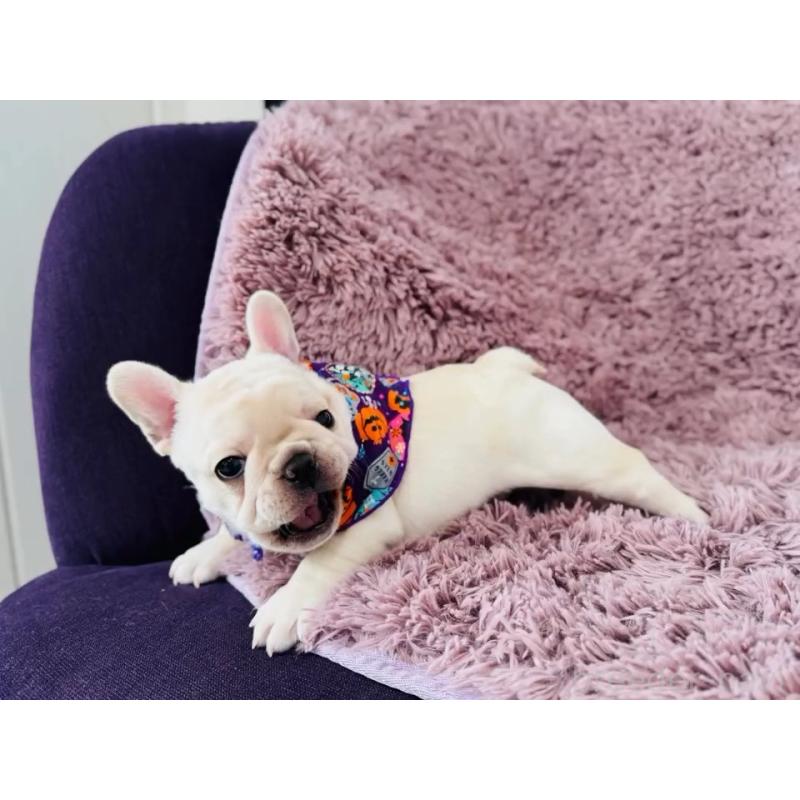 販売中の神奈川県のフレンチブルドッグ-422733の10枚目