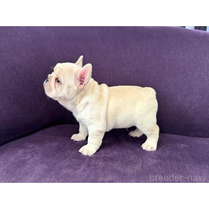 販売中の神奈川県のフレンチブルドッグ-422733の8枚目