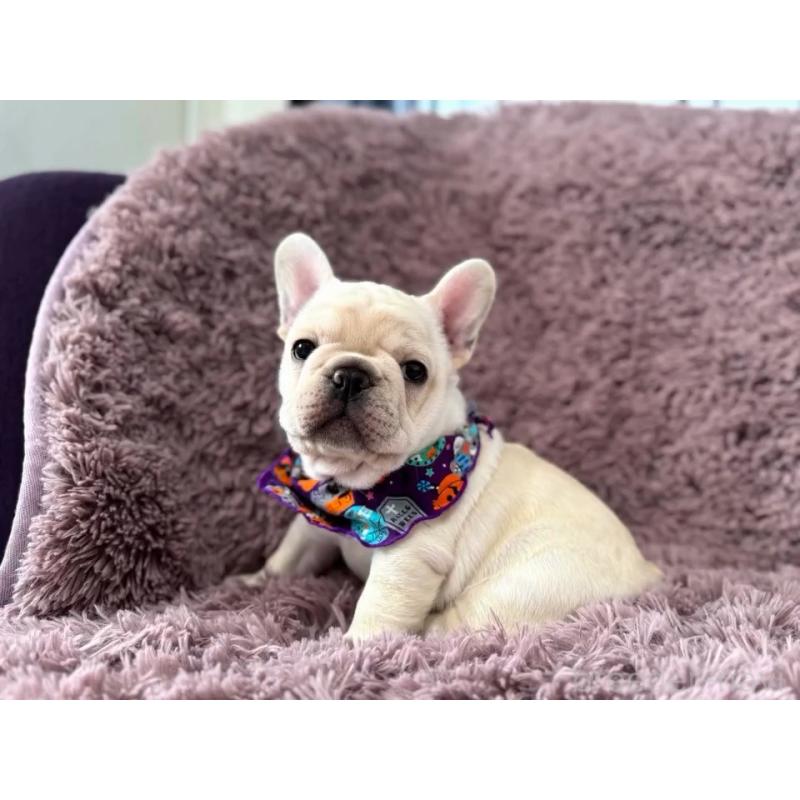 販売中の神奈川県のフレンチブルドッグ-422733の7枚目