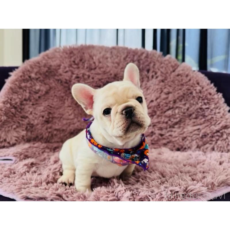 販売中の神奈川県のフレンチブルドッグ-422733の6枚目