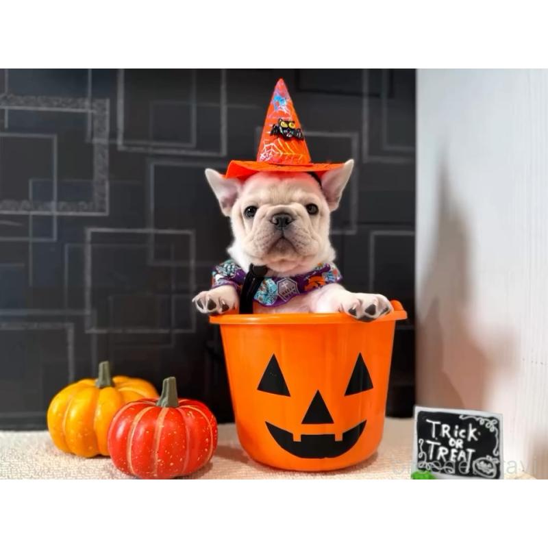 販売中の神奈川県のフレンチブルドッグ-422733の5枚目