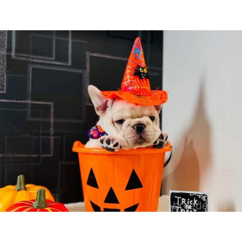 販売中の神奈川県のフレンチブルドッグ-422733の4枚目