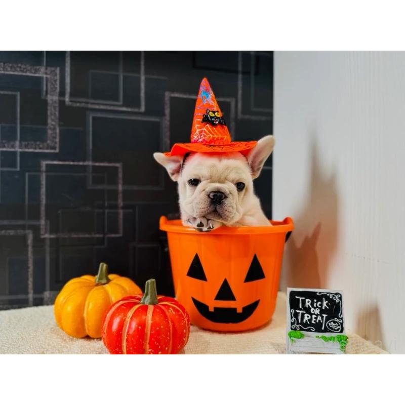 販売中の神奈川県のフレンチブルドッグ-422733の3枚目