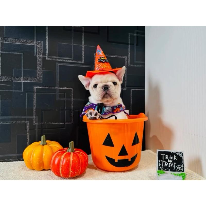 販売中の神奈川県のフレンチブルドッグ-422733の2枚目