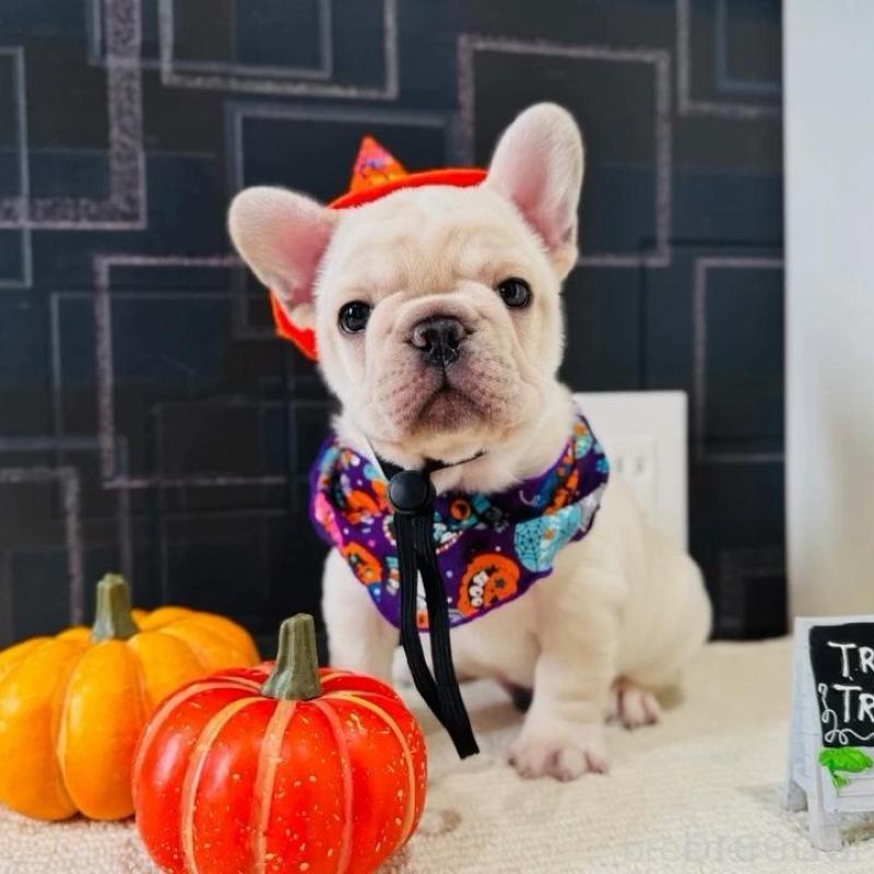 販売中の神奈川県のフレンチブルドッグ-422733の1枚目