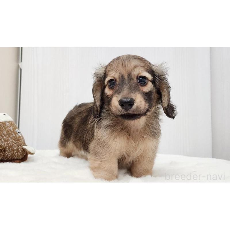 販売中の大阪府のミニチュアダックスフンド(ロングヘアード)-422735の4枚目