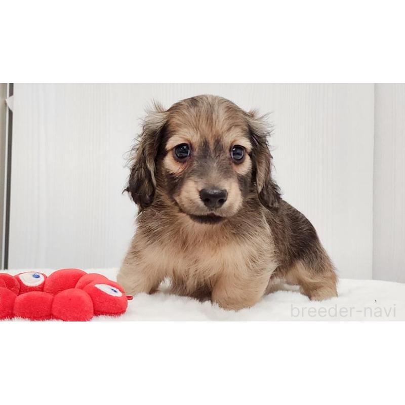 販売中の大阪府のミニチュアダックスフンド(ロングヘアード)-422735の5枚目