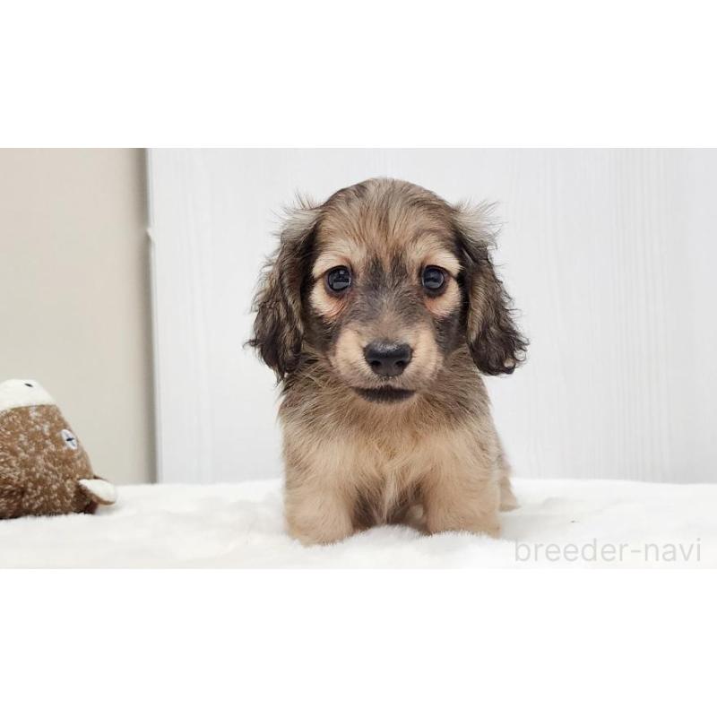 販売中の大阪府のミニチュアダックスフンド(ロングヘアード)-422735の3枚目