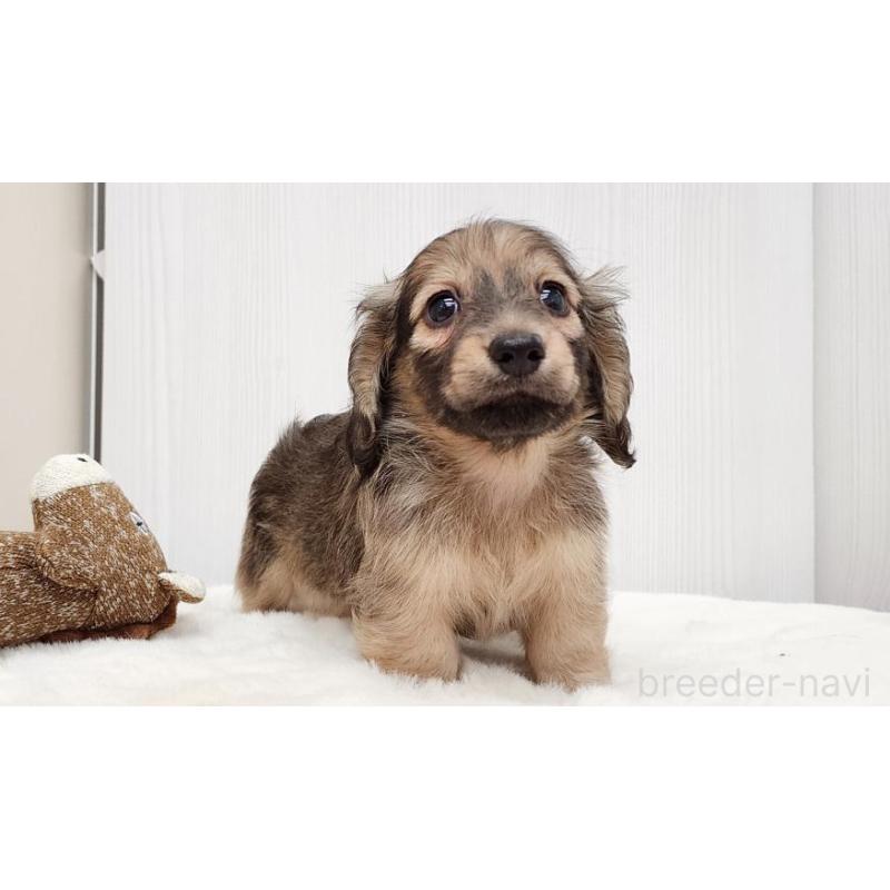 販売中の大阪府のミニチュアダックスフンド(ロングヘアード)-422735の2枚目