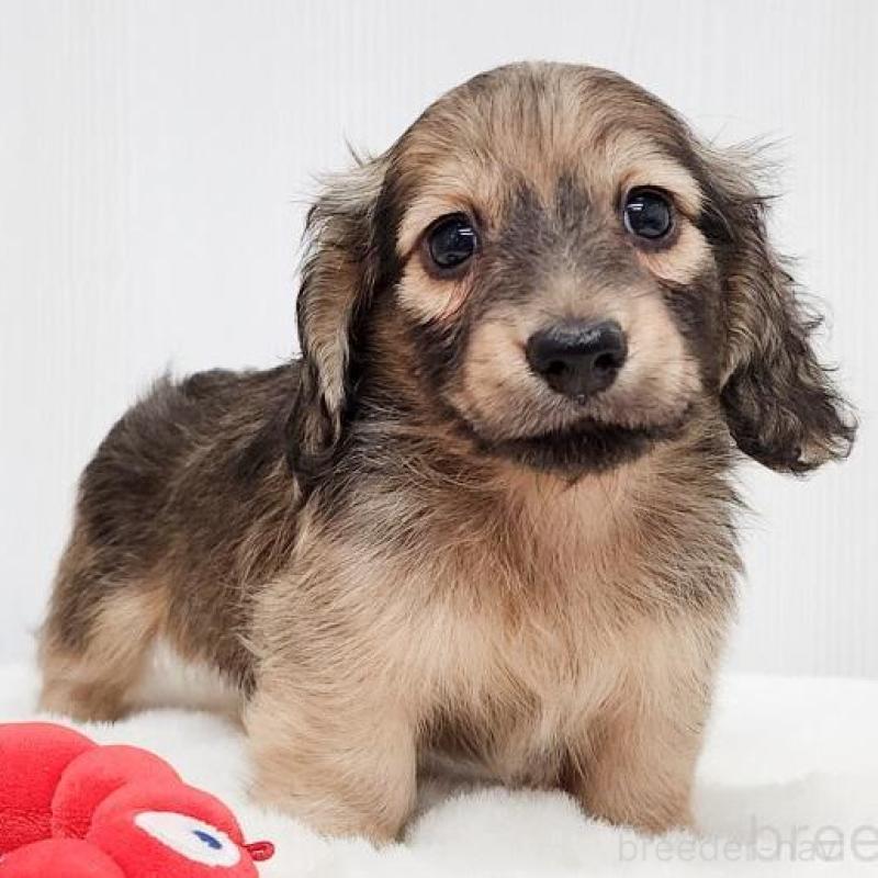 販売中の大阪府のミニチュアダックスフンド(ロングヘアード)-422735の1枚目