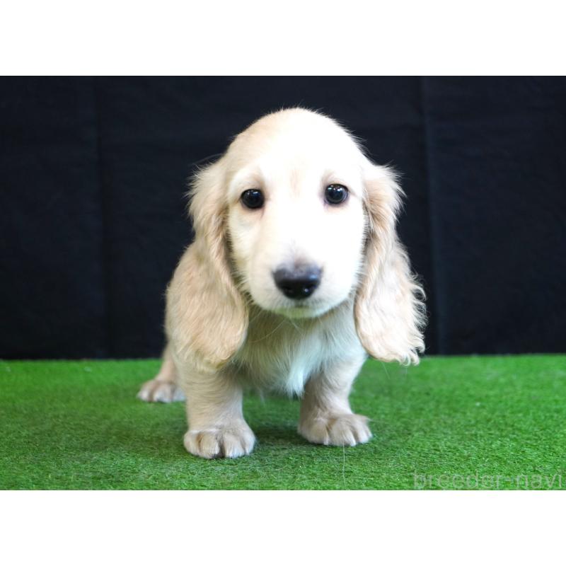 販売中の愛媛県のミニチュアダックスフンド(ロングヘアード)-422736の2枚目