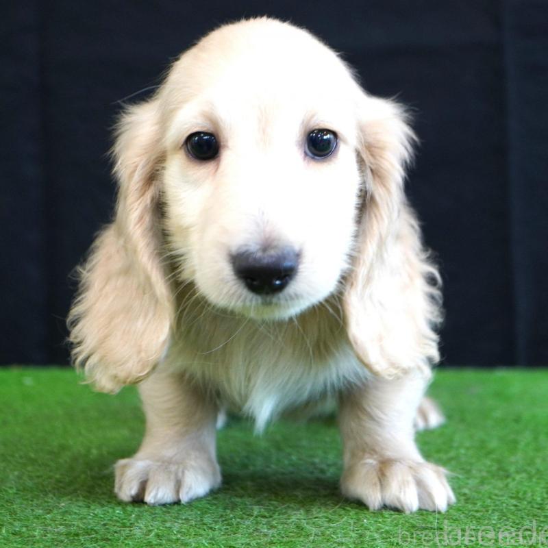 販売中の愛媛県のミニチュアダックスフンド(ロングヘアード)-422736の1枚目