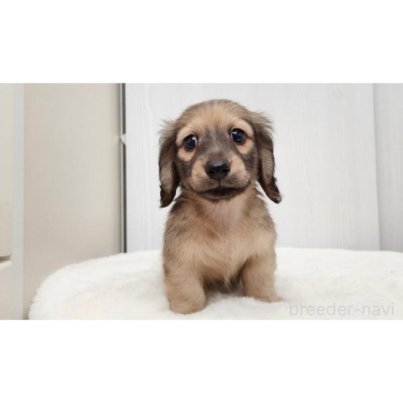 販売中の大阪府のミニチュアダックスフンド(ロングヘアード)-422737の5枚目