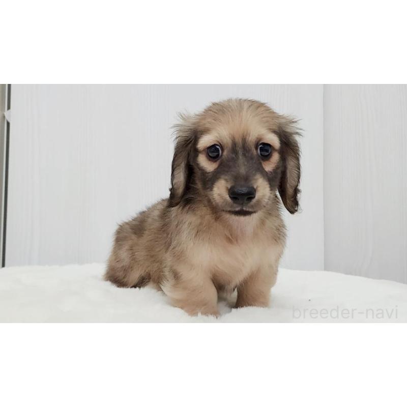 販売中の大阪府のミニチュアダックスフンド(ロングヘアード)-422737の3枚目