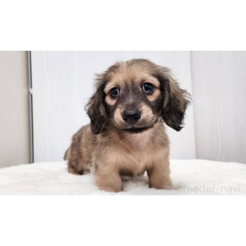 販売中の大阪府のミニチュアダックスフンド(ロングヘアード)-422737の4枚目