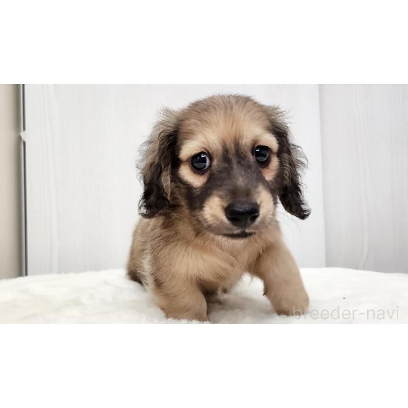 販売中の大阪府のミニチュアダックスフンド(ロングヘアード)-422737の2枚目