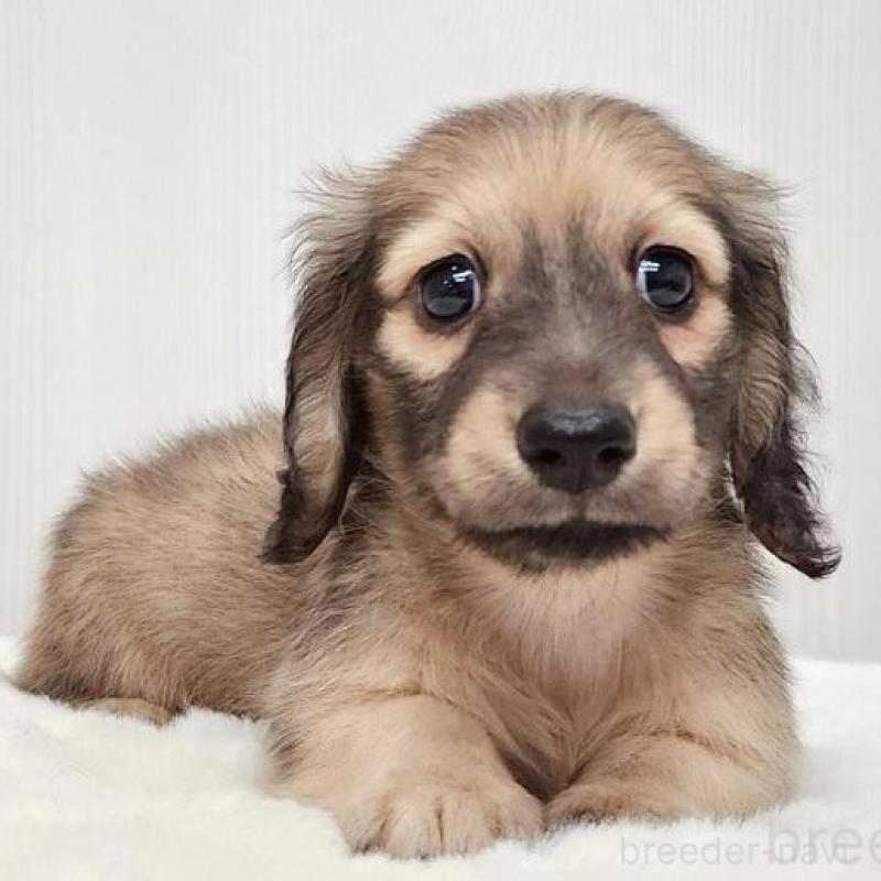 販売中の大阪府のミニチュアダックスフンド(ロングヘアード)-422737の1枚目