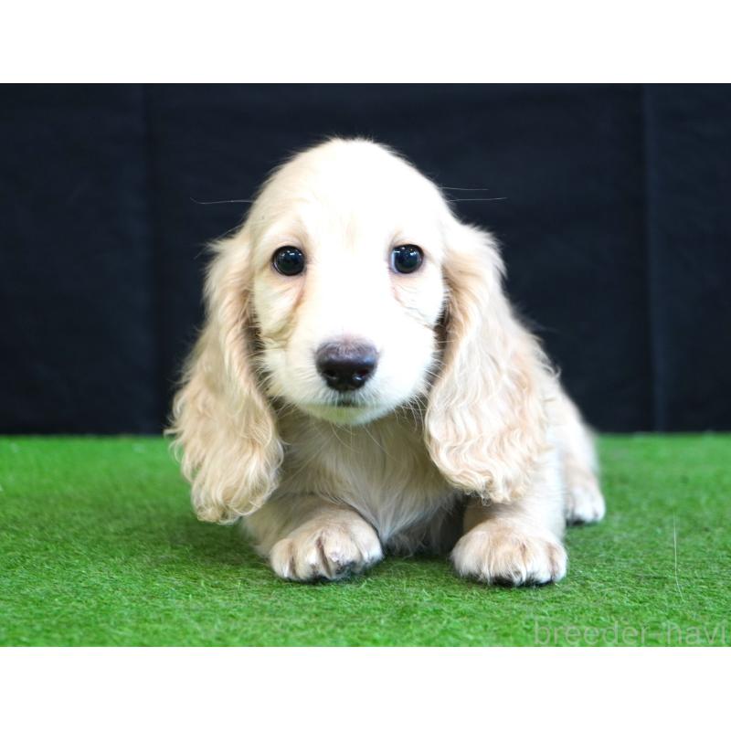 販売中の愛媛県のミニチュアダックスフンド(ロングヘアード)-422738の2枚目