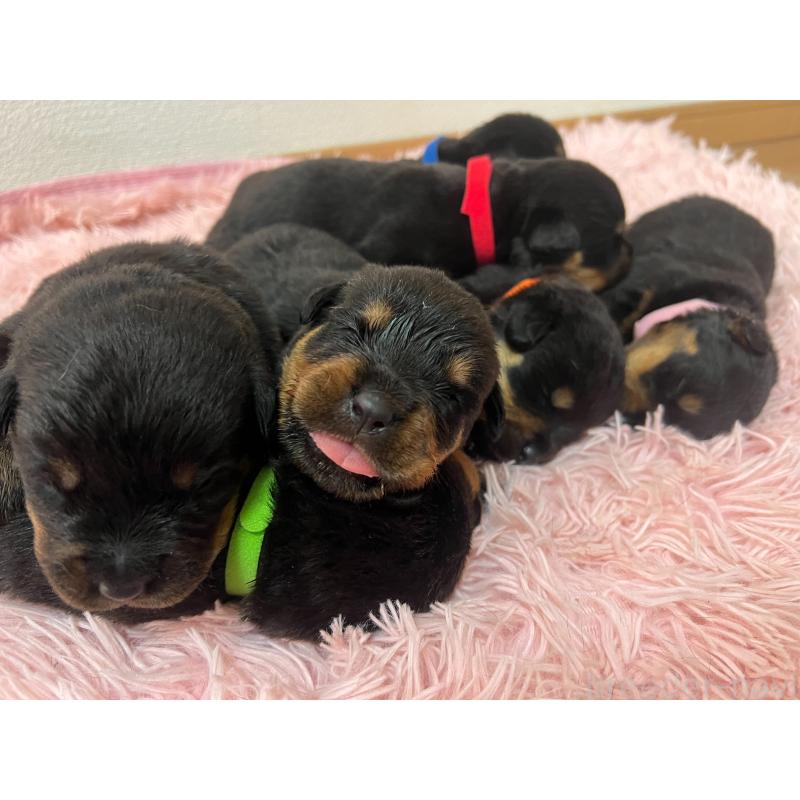 販売中の愛知県のロットワイラー-420077