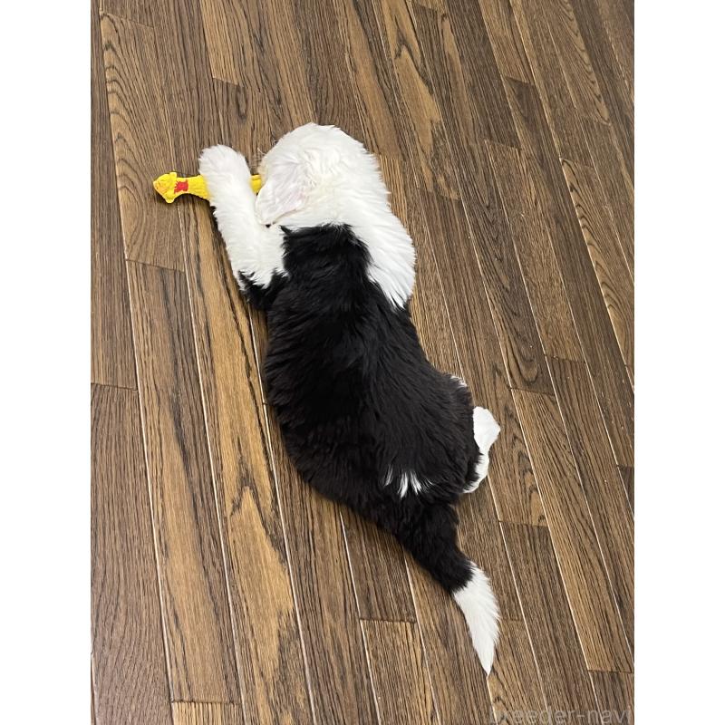 成約済の東京都のオールドイングリッシュシープドッグ-422104の7枚目