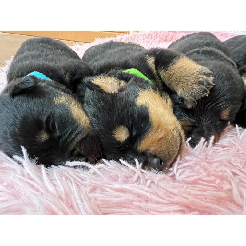 販売中の愛知県のロットワイラー-420737