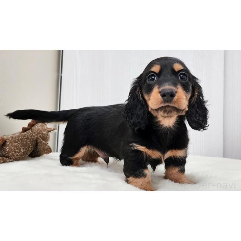 販売中の大阪府のミニチュアダックスフンド(ロングヘアード)-422739の5枚目