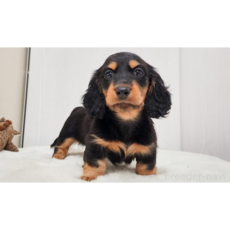 販売中の大阪府のミニチュアダックスフンド(ロングヘアード)-422739の4枚目