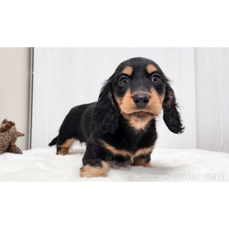 販売中の大阪府のミニチュアダックスフンド(ロングヘアード)-422739の3枚目