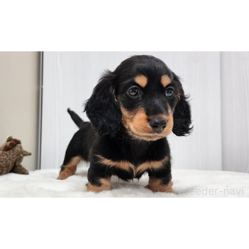 販売中の大阪府のミニチュアダックスフンド(ロングヘアード)-422739の2枚目