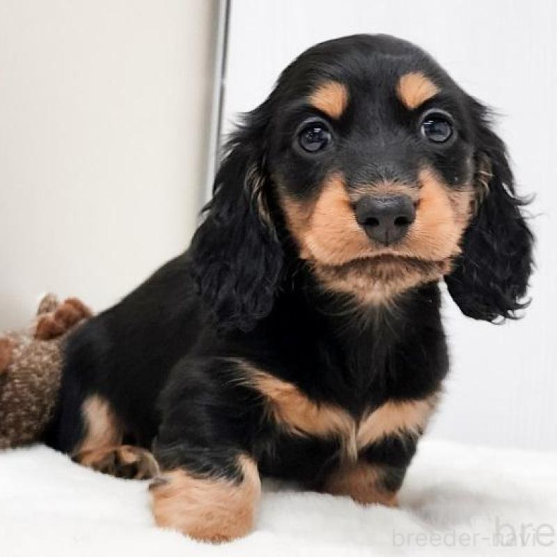 販売中の大阪府のミニチュアダックスフンド(ロングヘアード)-422739