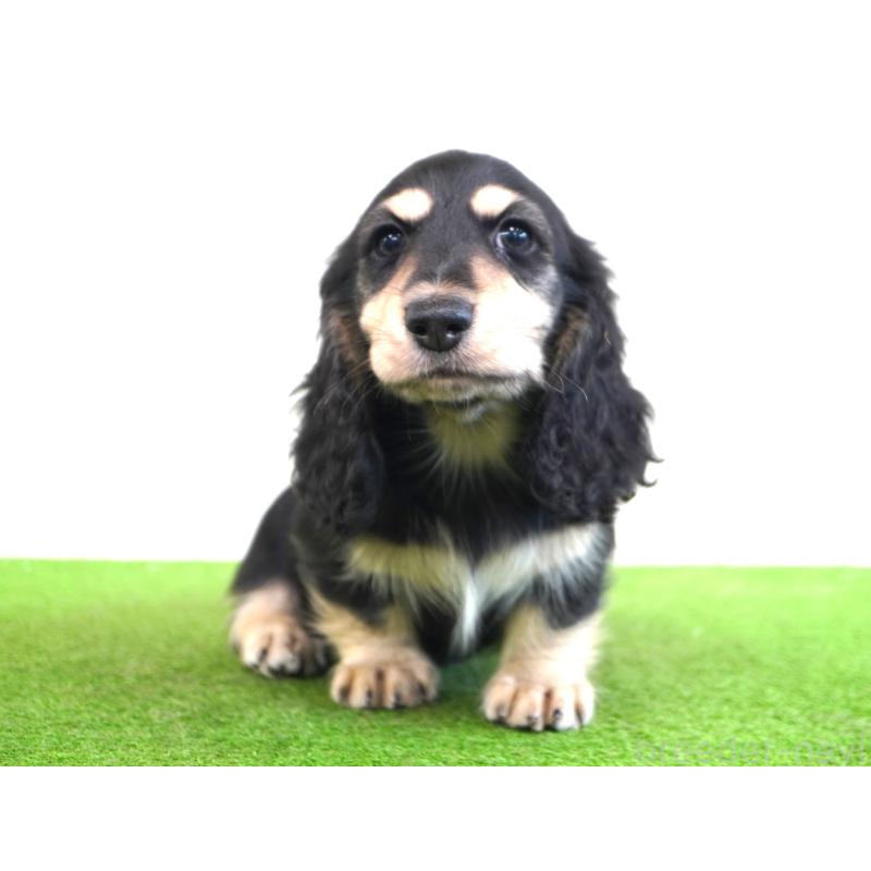 販売中の愛媛県のミニチュアダックスフンド(ロングヘアード)-422740の2枚目