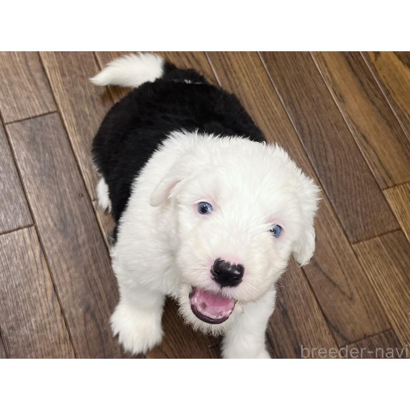 成約済の東京都のオールドイングリッシュシープドッグ-422104の6枚目