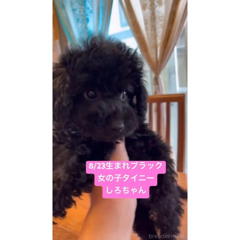 販売中の栃木県のタイニープードル-422741の1枚目