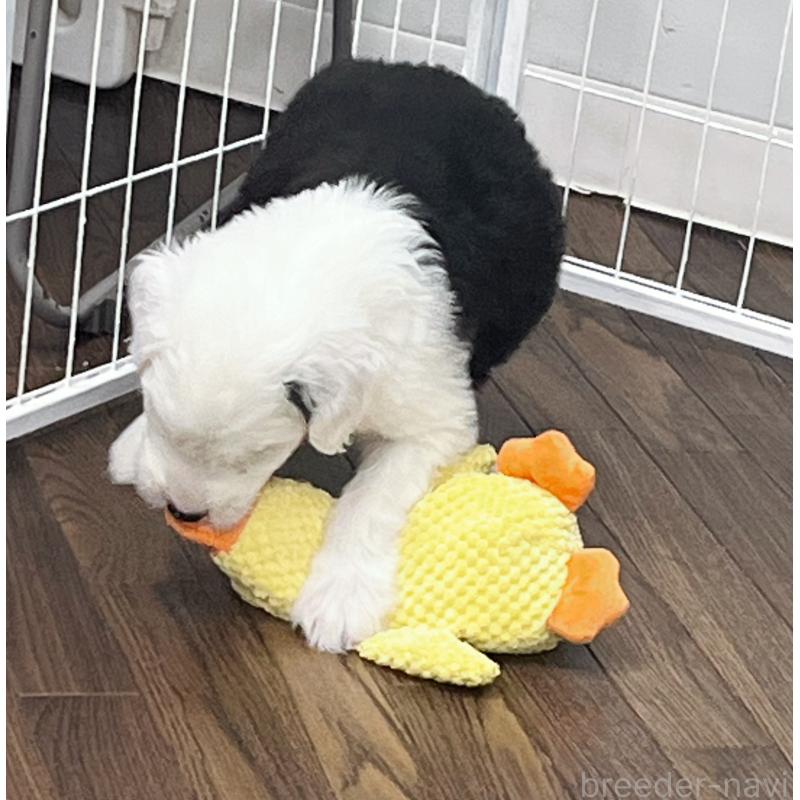 成約済の東京都のオールドイングリッシュシープドッグ-422120の5枚目