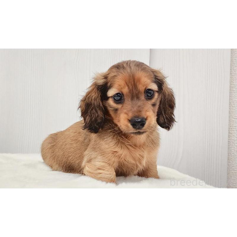 販売中の大阪府のミニチュアダックスフンド(ロングヘアード)-422742の6枚目