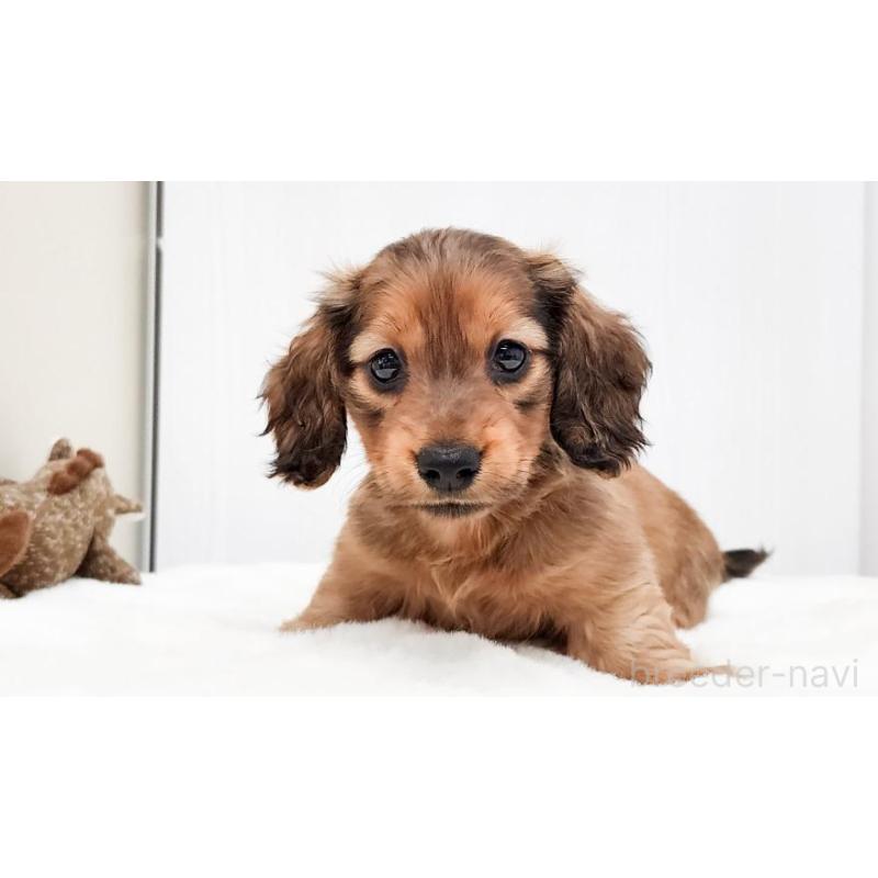 販売中の大阪府のミニチュアダックスフンド(ロングヘアード)-422742の4枚目