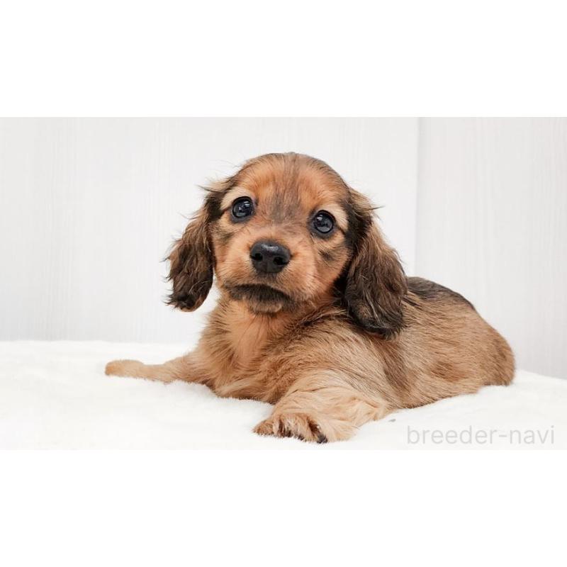 販売中の大阪府のミニチュアダックスフンド(ロングヘアード)-422742の5枚目