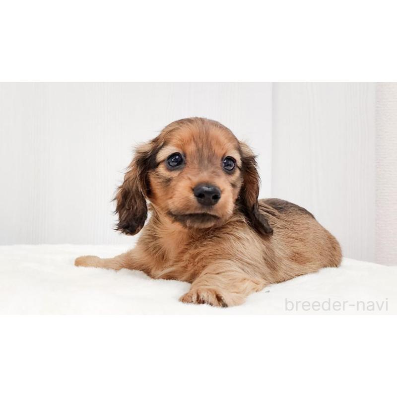 販売中の大阪府のミニチュアダックスフンド(ロングヘアード)-422742の3枚目