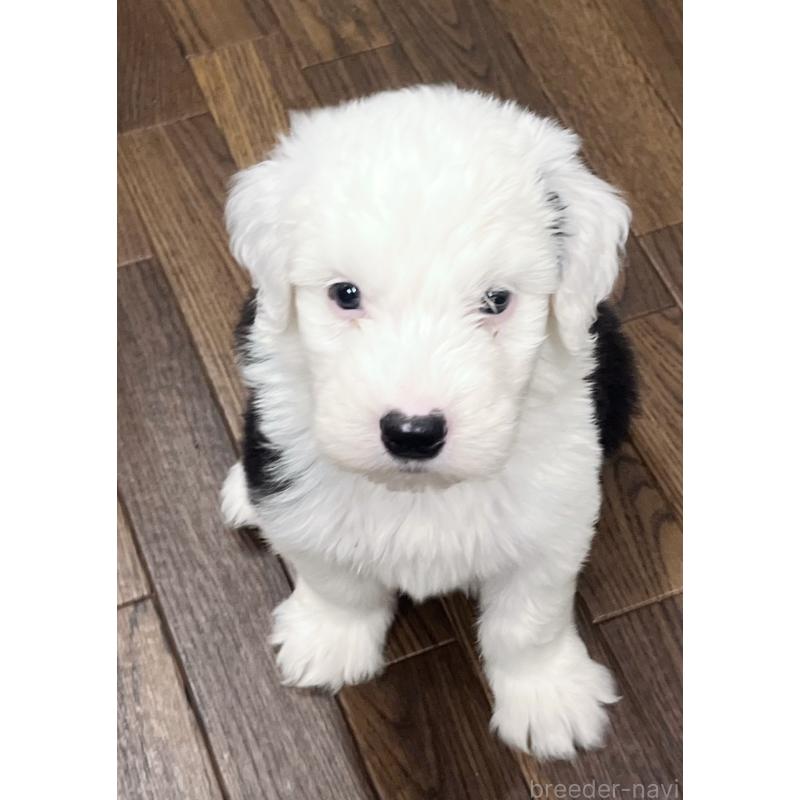 販売中の東京都のオールドイングリッシュシープドッグ-422120