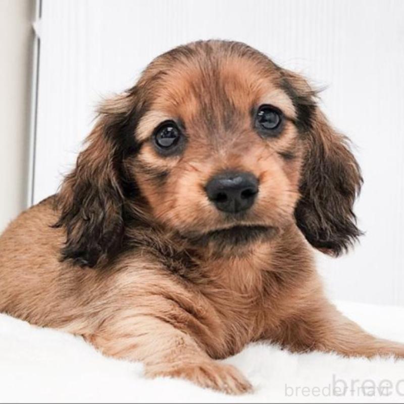 販売中の大阪府のミニチュアダックスフンド(ロングヘアード)-422742の1枚目