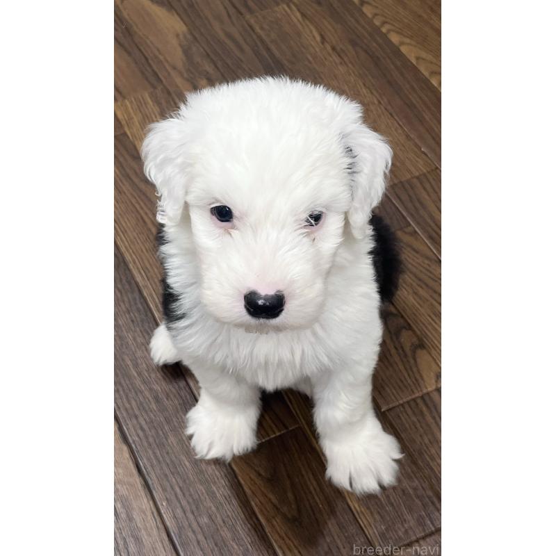 成約済の東京都のオールドイングリッシュシープドッグ-422120の4枚目