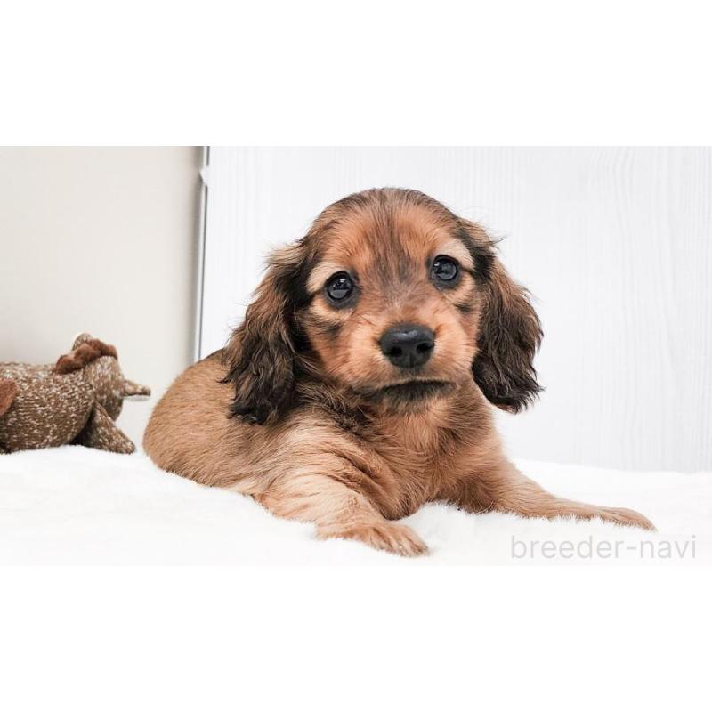 販売中の大阪府のミニチュアダックスフンド(ロングヘアード)-422742の2枚目