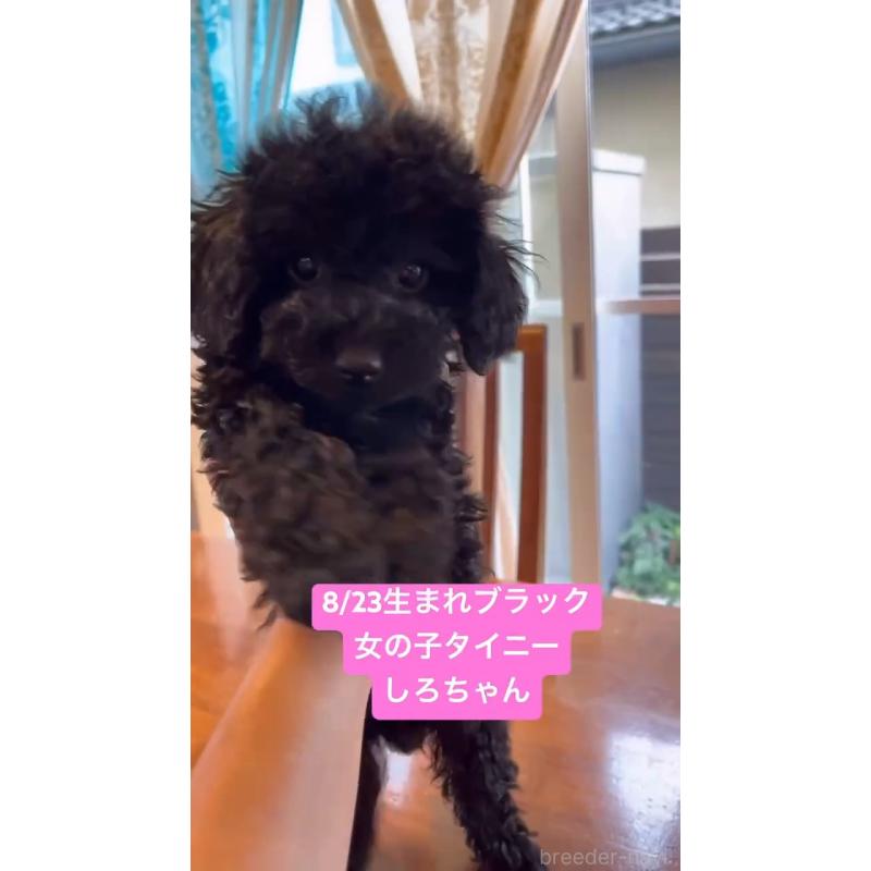 販売中の栃木県のタイニープードル-422741の3枚目