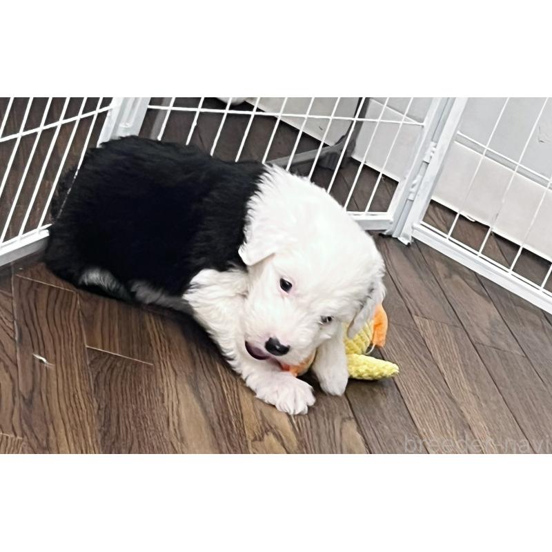 成約済の東京都のオールドイングリッシュシープドッグ-422120の3枚目