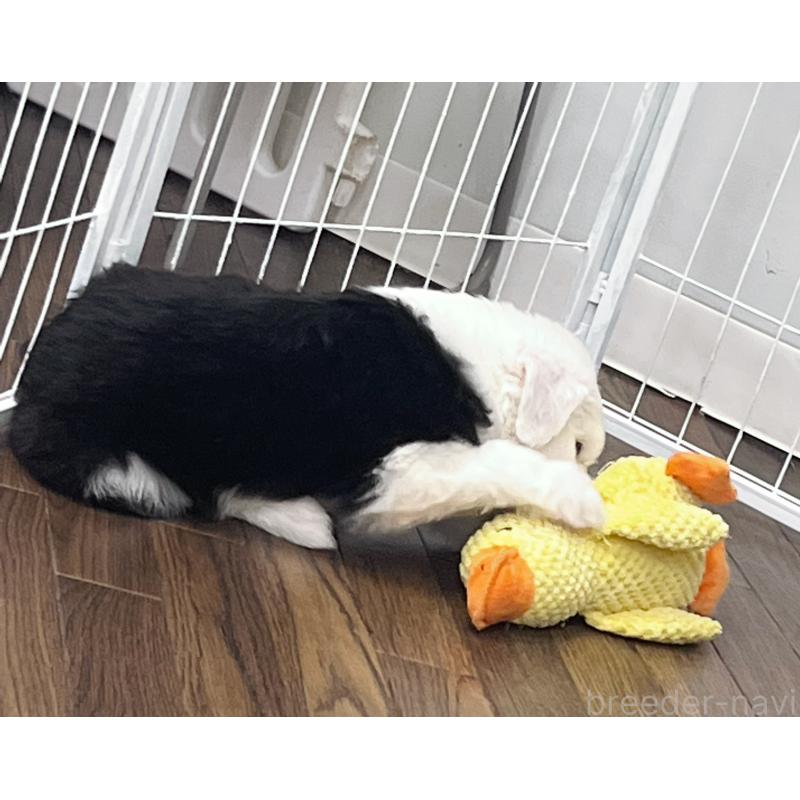 成約済の東京都のオールドイングリッシュシープドッグ-422120の2枚目