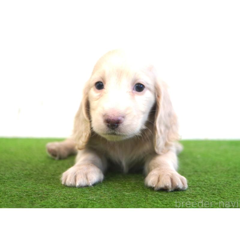 販売中の愛媛県のミニチュアダックスフンド(ロングヘアード)-422743の2枚目